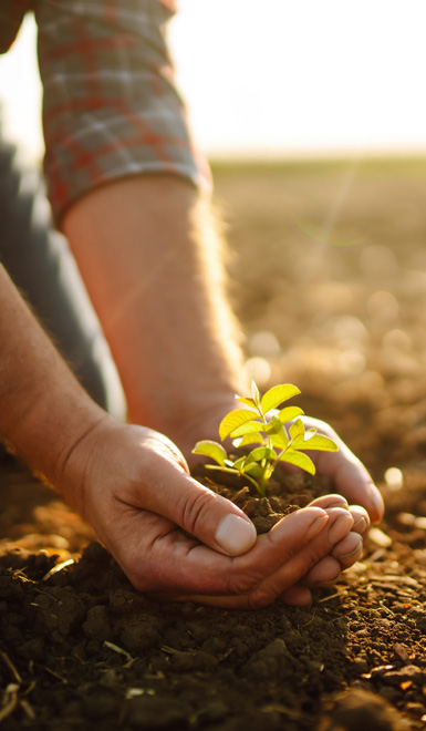 Farmer holding plant