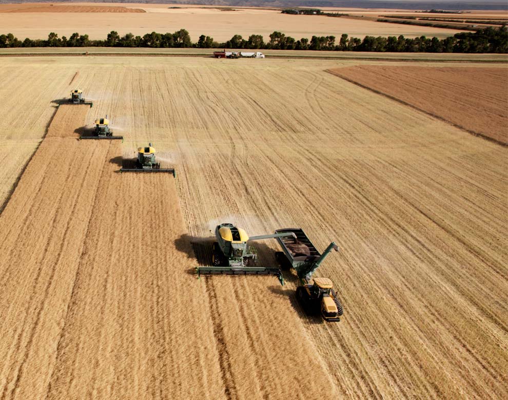 Combines cultivating wheat field